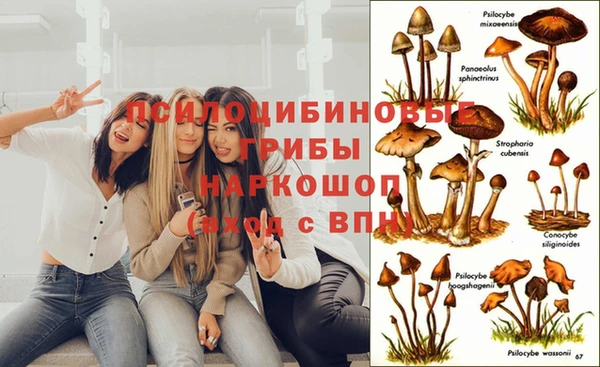 шишки Дмитров