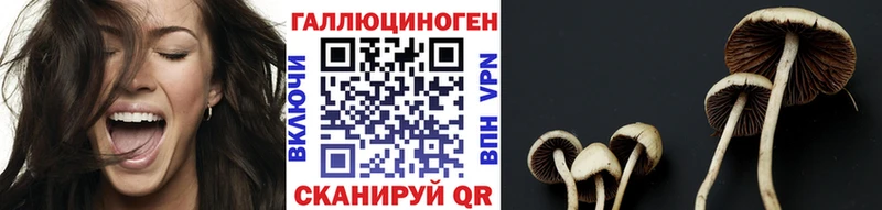 Псилоцибиновые грибы Psilocybine cubensis  закладка  Дмитриев 